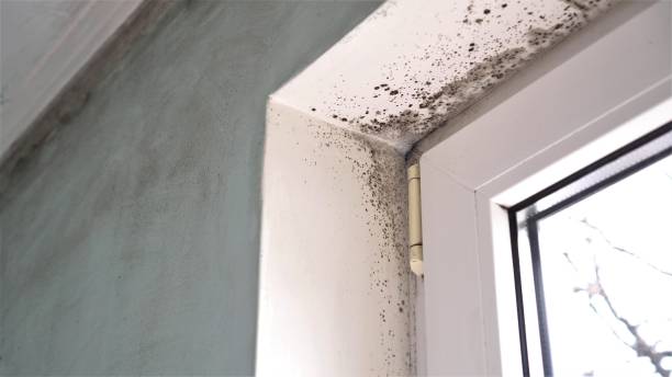 Best Office Mold Removal Services  in Cane Savannah, SC